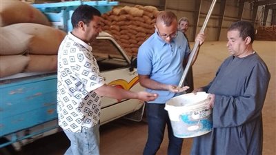 استمرار توريد محصول القمح بشون وصوامع المنيا 