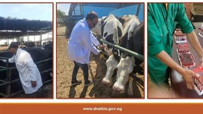 فحص 193 رأس ماشية ضد البروسيلا و1697 ضد السل البقرى بالشرقية