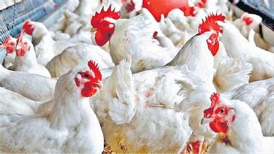 مستريح الدواجن فى قبضة رجال الأمن .. جمع 3 ملايين جنيه بالدقهلية 