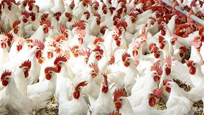 أسعار الدواجن بالمزرعة والأسواق المحلية المصرية اليوم الجمعة