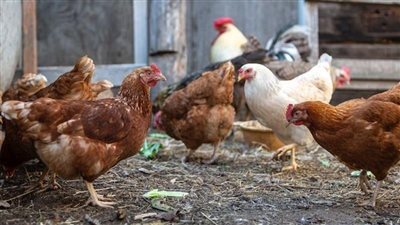 أسعار الدواجن خلال تعاملات اليوم الأحد بالمزرعة.. كيلو الفراخ البيضاء بكام