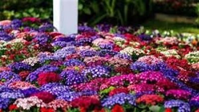 أهم المعلومات عن معرض زهور الربيع في دورته الـ91 