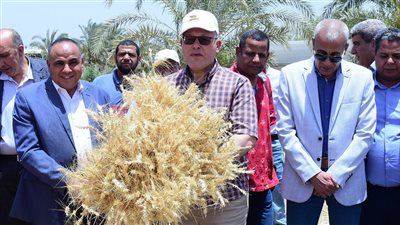 رئيس جامعة سوهاج يشهد موسم حصاد تقاوي القمح الأفضل جودة والأعلى إنتاجية 