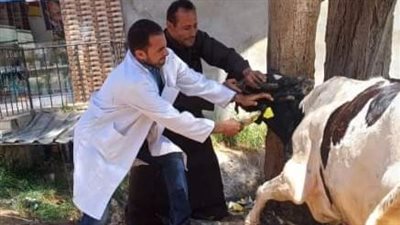 تحصين 621 ألف رأس ماشية ضد  الحمى القلاعية والوادي المتصدع بالشرقية 