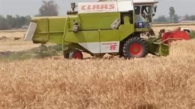 توريد 582 ألف طن قمح لصوامع وشون الشرقية