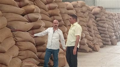 استمرار توريد محصول القمح بشون وصوامع المنيا 