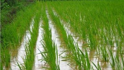 هبوط سعر الأرز الشعير في مصر عند تاجر الجملة.. اليوم 