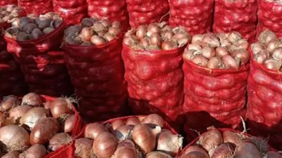 البصل المصري يهبط إلى 5 جنيهات.. فائض الإنتاج يُغرق الأسواق