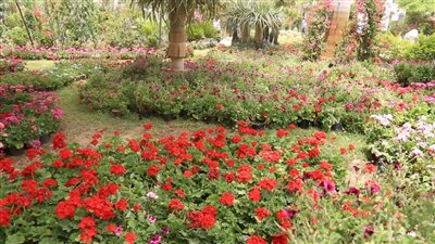 بعد افتتاحه.. إقبال كبير على معرض الزهور بالمتحف الزراعي (صور)