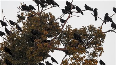 الغربان تغزو الإسماعيلية.. والفلاحين: الطائر قضى على المحاصيل 