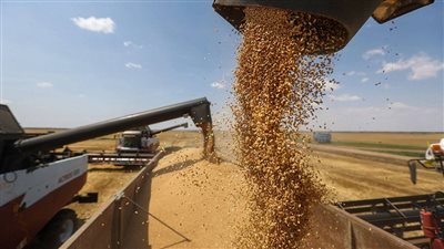 استمرار توريد القمح بشون وصوامع المنيا