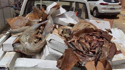 ضبط 450 كيلو أسماك فاسدة وغير صالحة للإستهلاك بالفيوم 