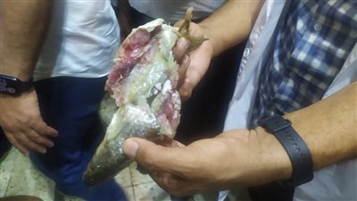 إعدام 40 كيلو فسيخ فاسد في حملة بالغربية