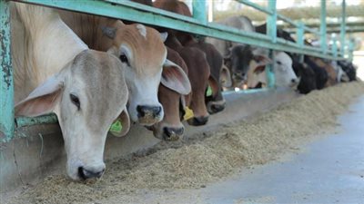 مصر الخير: نتعاون مع الجمعيات الشريكة بالمحافظات للوصول للأسر الأكثر احتياجًا