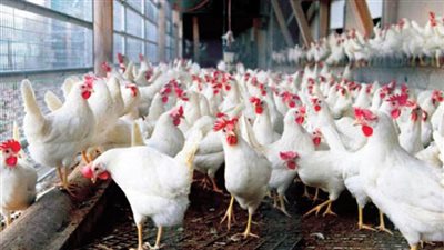 سوق الدواجن بعيد عن الاحتكار