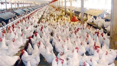 آخر تطورات أسعار الفراخ فى الأسواق اليوم