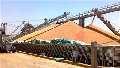 توريد 96 ألف و580 طن قمح لشون وصوامع سوهاج  