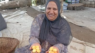 في المشمش.. حكاية 600 فدان من اللؤلؤ الأصفر بقرية العمار بالقليوبية| فيديو 