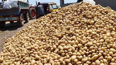 مصر تُسجل إنجازاً هاماً في صادرات البطاطس خلال الموسم الحالي