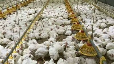 أسعار الدواجن نار تكوي أهالي الدقهلية