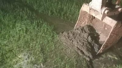 إزالة زراعات الأرز المخالفة على مساحة 11 فدانًا بالفيوم 