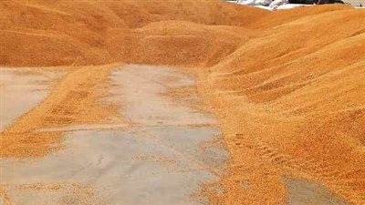 شون وصوامع سوهاج تستقبل 101 ألف و740 طن قمح من المزارعين