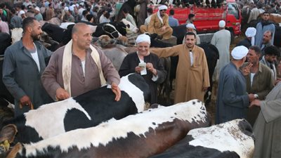 انتعاش أسواق الأضاحي بالشرقية.. والتجار: الرغبة فى الشراء مرهونة بالمشاركة فى الأضحية