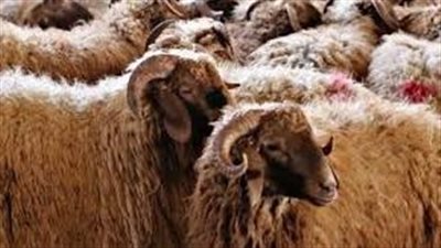 الشروط التي يجب توافرها عند شراء الأضاحي.. تعرف عليها