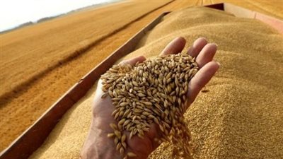 توشكى 4 تُبشّر بوفرة القمح.. مصر تُرسّخ مكانتها كمركز إقليمي للزراعة