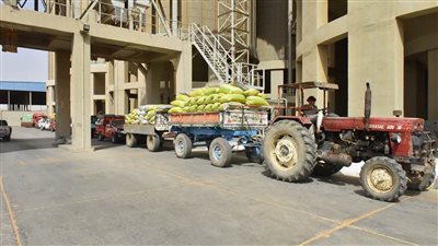 محافظ أسيوط: توريد 162 ألف طن قمح محلي للشون والصوامع حتى الآن