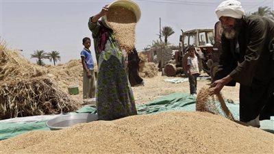 استمرار توريد الأقماح بشون وصوامع المنيا
