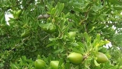 الجوجوبا.. ثروة استراتيجية لمصر في عهد الرئيس السيسي