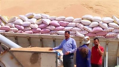 شون وصوامع سوهاج تستقبل 108 ألف و709 طن قمح 