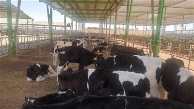 بنك الطعام يطلق صك الأضحية من داخل مزارع وفرة