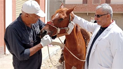 الصحة الحيوانية  ينظم قافلة بيطرية مجانية  لدمياط  