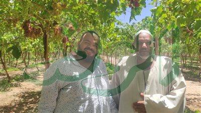 صور.. انطلق موسم حصاد محصول العنب بطور سيناء