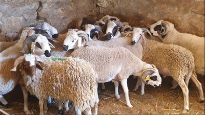 تعرف على الشروط الصحيحة لاختيار أضحية العيد