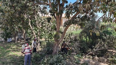 مزارعو الفيوم يتخلصون من أشجار المانجو لتفادي الأمراض| فيديو