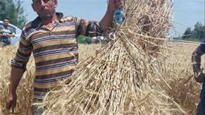 بنسبة تحقيق 100%.. انتهاء موسم حصاد القمح بالإسكندرية