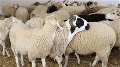 مع اقتراب العيد.. أفضل الأدعية عند تقديم الأضاحي 