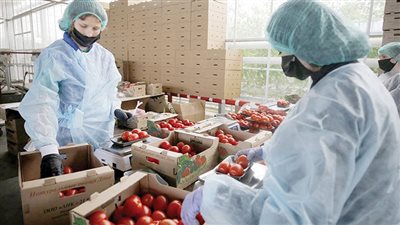 الصناعات الغذائية.. نقطة انطلاق الصادرات المصرية