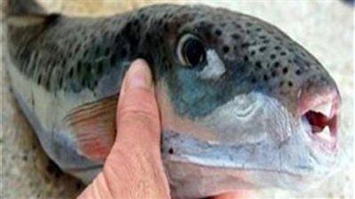 أستاذ الطب الشرعى والسموم بالإسكندرية تحذر سمكة الأرنب بها سم قاتل