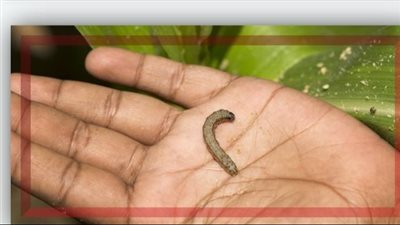 دودة الحشد الخريفية تهدد محصول الذرة الشامية بالغربية