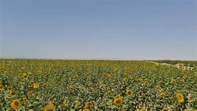 رئيس مياه قنا يتفقد مزارع الجبلاو الجديدة المقامة على مساحة 515 فدان
