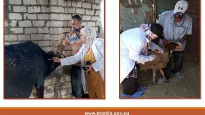تحصين 662 ألف رأس ماشية ضد الحمى القلاعية والوادي المتصدع بالشرقية 