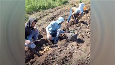 الإيد الشقيانة كسبانة.. حصاد محصول البطاطس بالمنوفية| صور