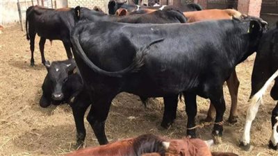 الركود يضرب سوق الأضاحي بالفيوم.. والمواطنين ينتظرون انخفاض الأسعار قبل العيد