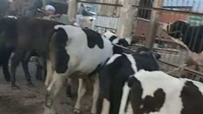 انخفاض ملحوظ في أسعار الأضاحي بأسواق سوهاج 