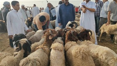 استياء المواطنين بسبب ارتفاع أسعار الأضاحي بالإسكندرية 