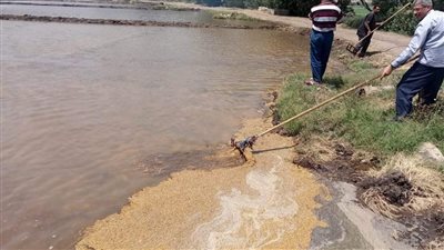 حملة لإزالة جميع مشاتل الأرز المخالفة بالغربية
